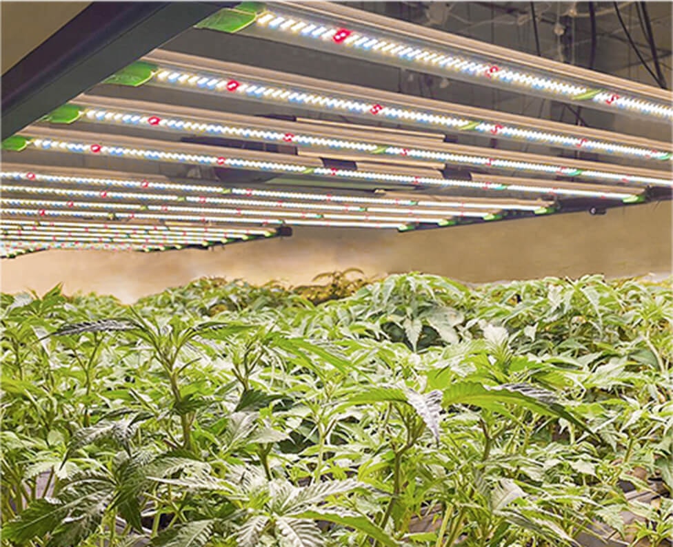 Flexstar LED Grow Light-Advanced Grow Lighting| Commercial LED Grow Light